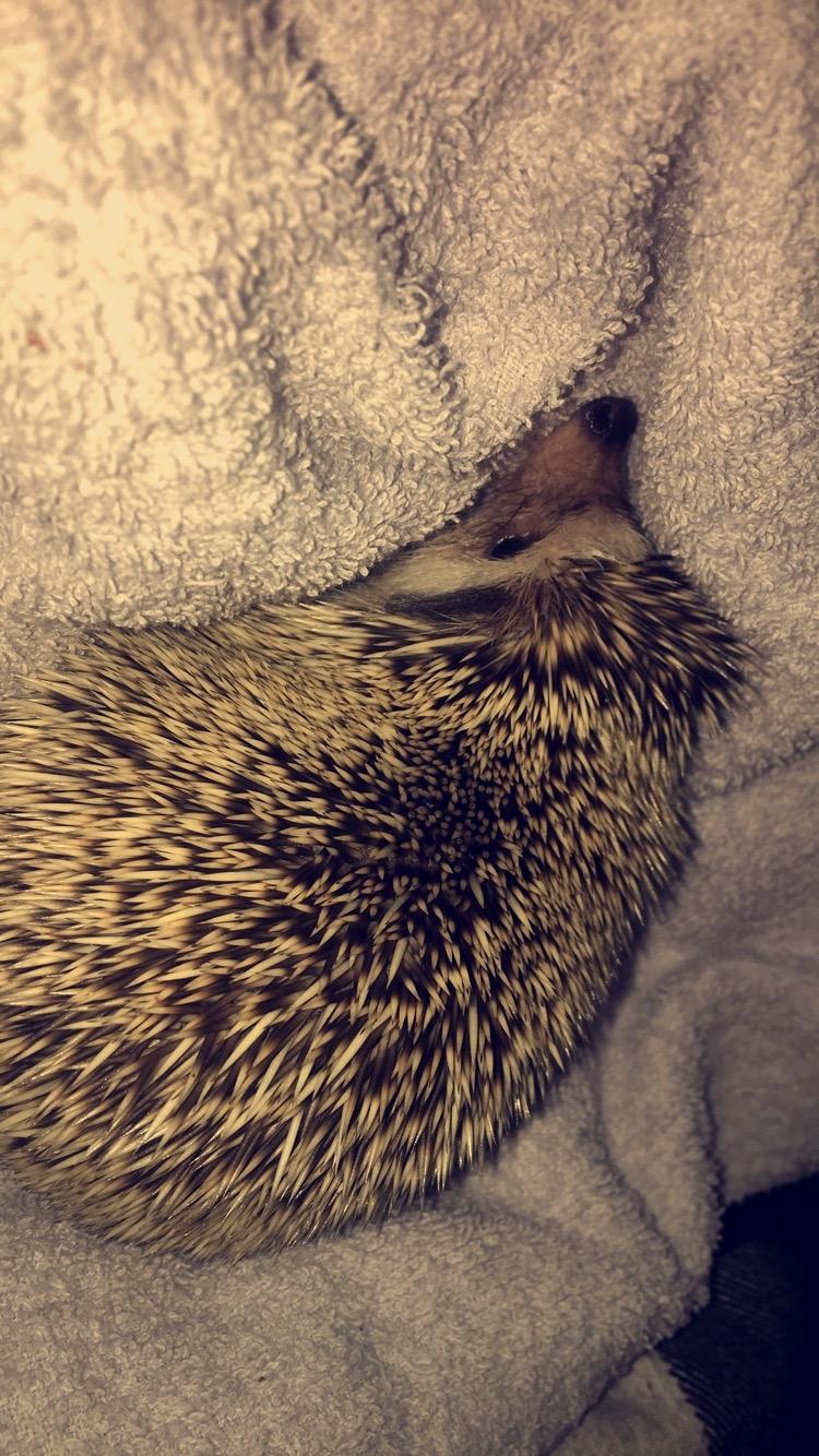 Pindsvin Rocco - Gået bort billede 12