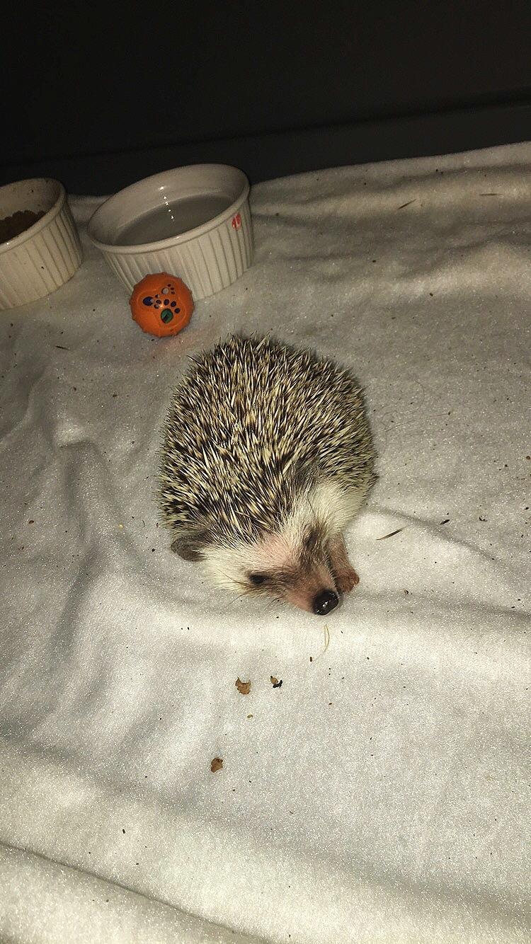 Pindsvin Rocco - Gået bort billede 14