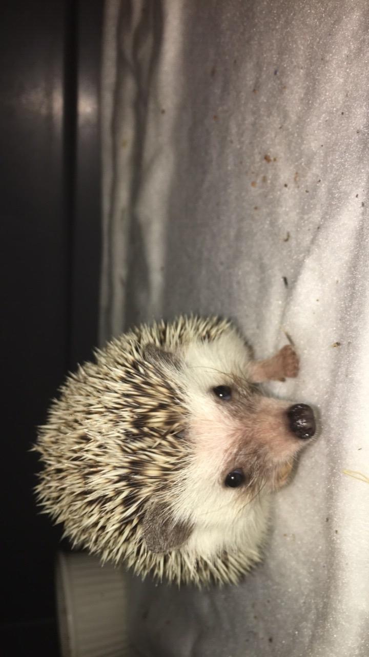 Pindsvin Rocco - Gået bort billede 13