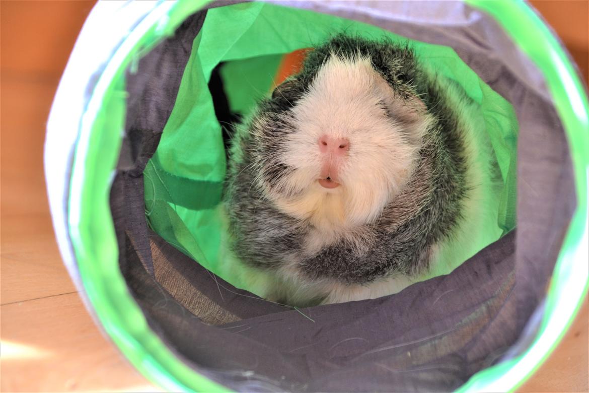 Marsvin Mew billede 4