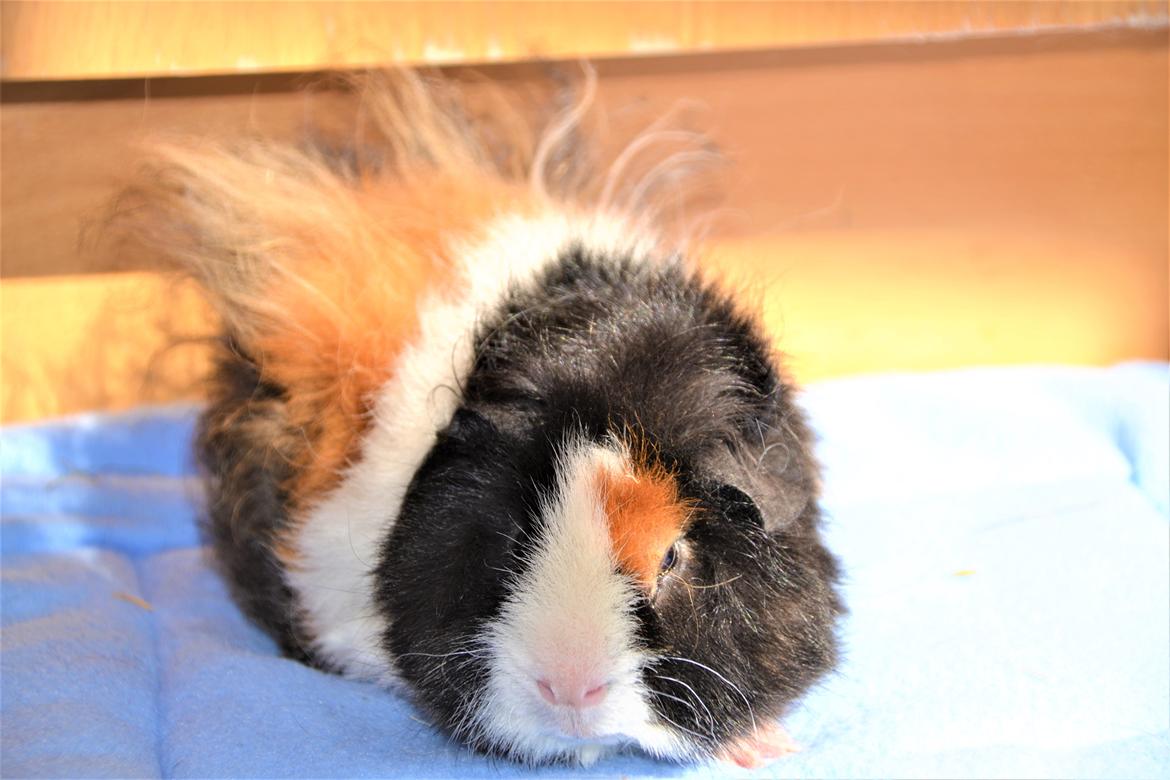 Marsvin Hector  billede 4