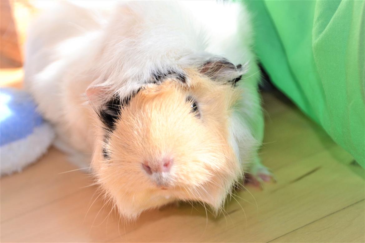 Marsvin Zia billede 7