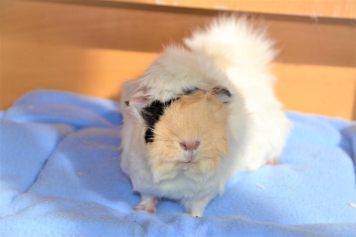 Marsvin Zia billede 9