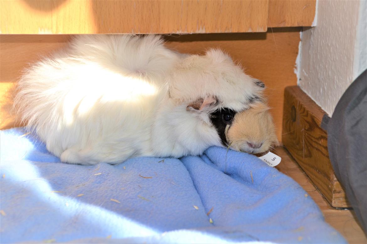 Marsvin Zia billede 11