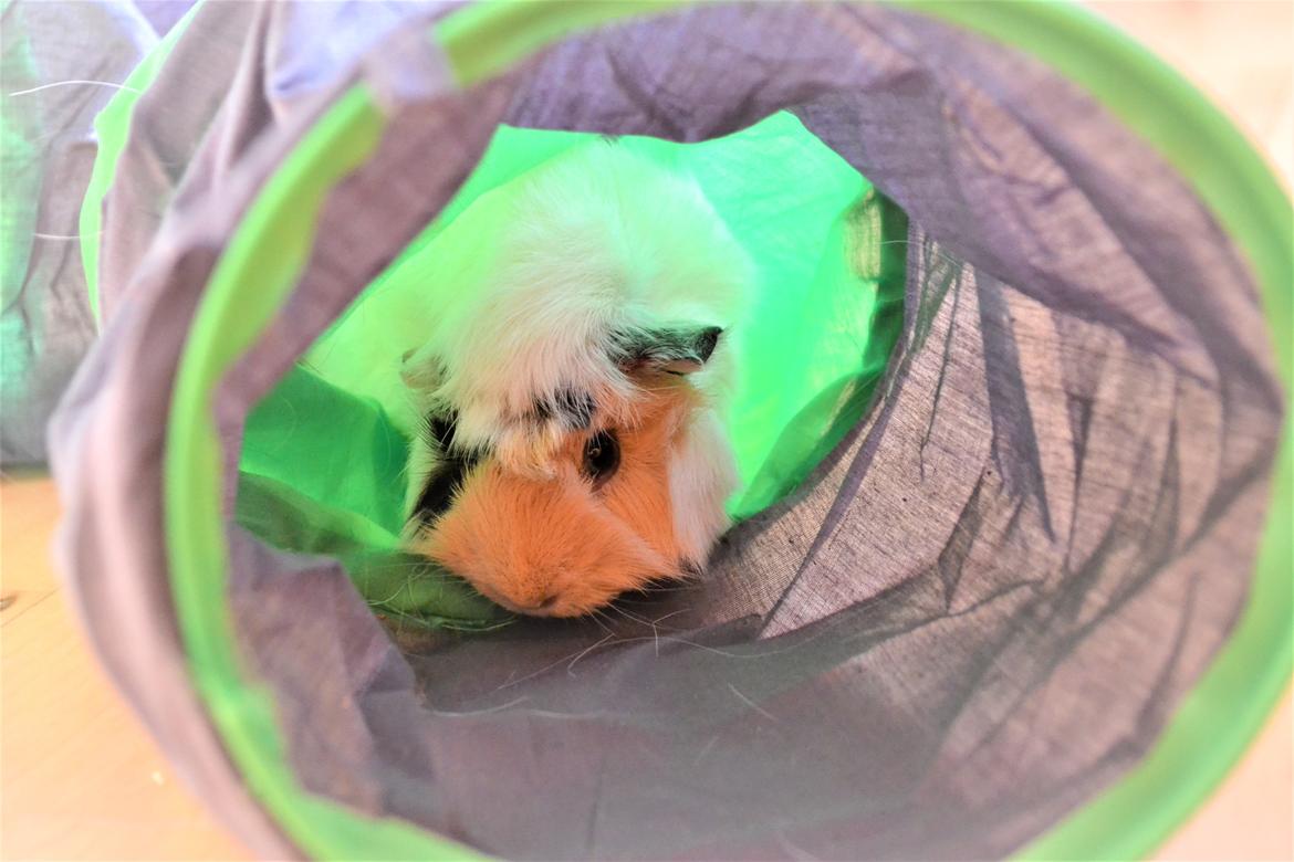 Marsvin Zia billede 6