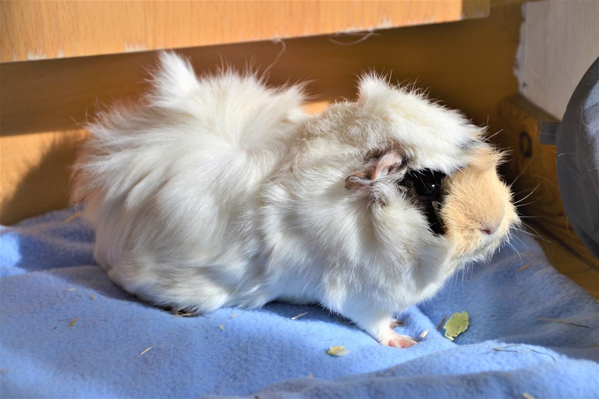 Marsvin Zia billede 12