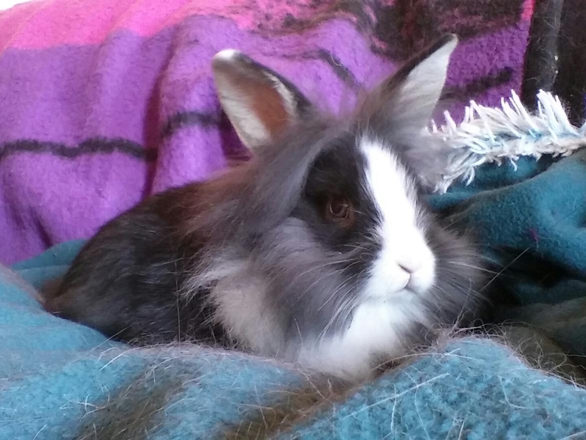 Kanin Ninka Ninus  billede 9