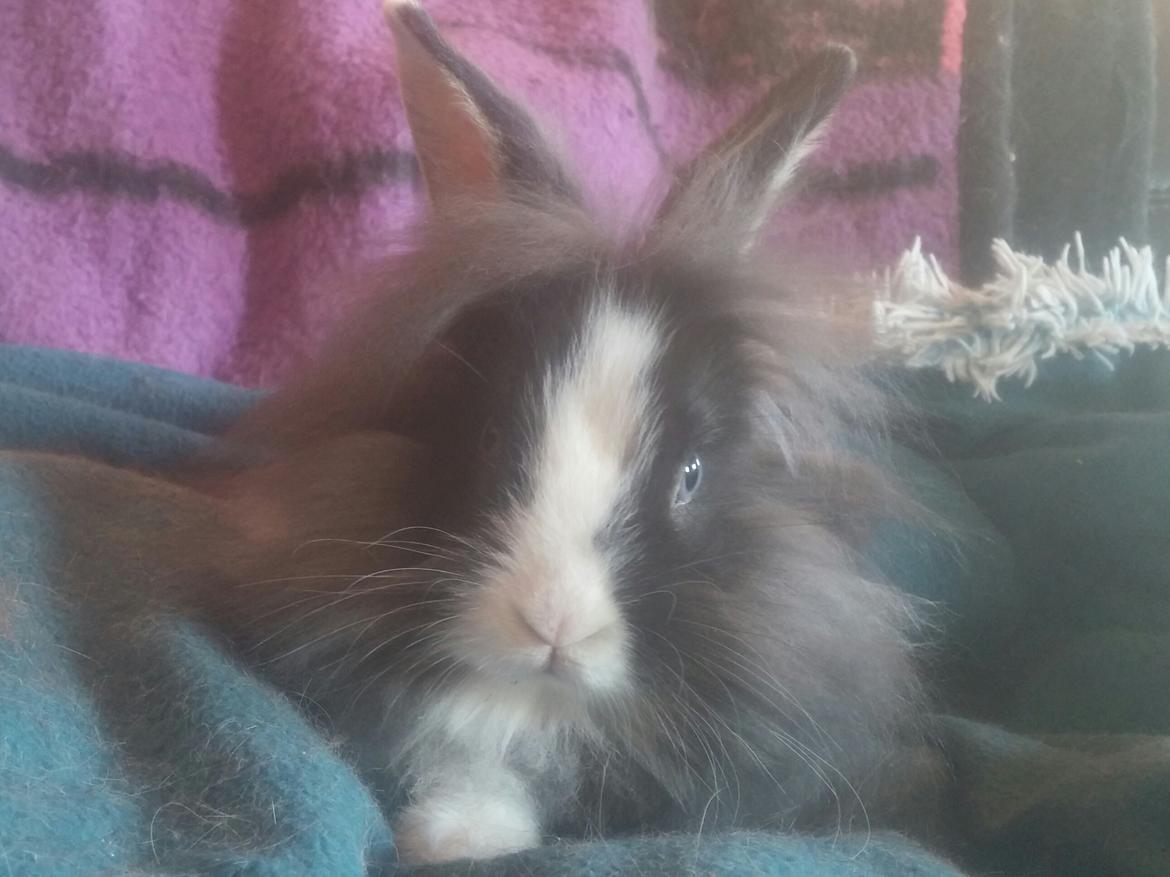 Kanin Ninka Ninus  billede 10
