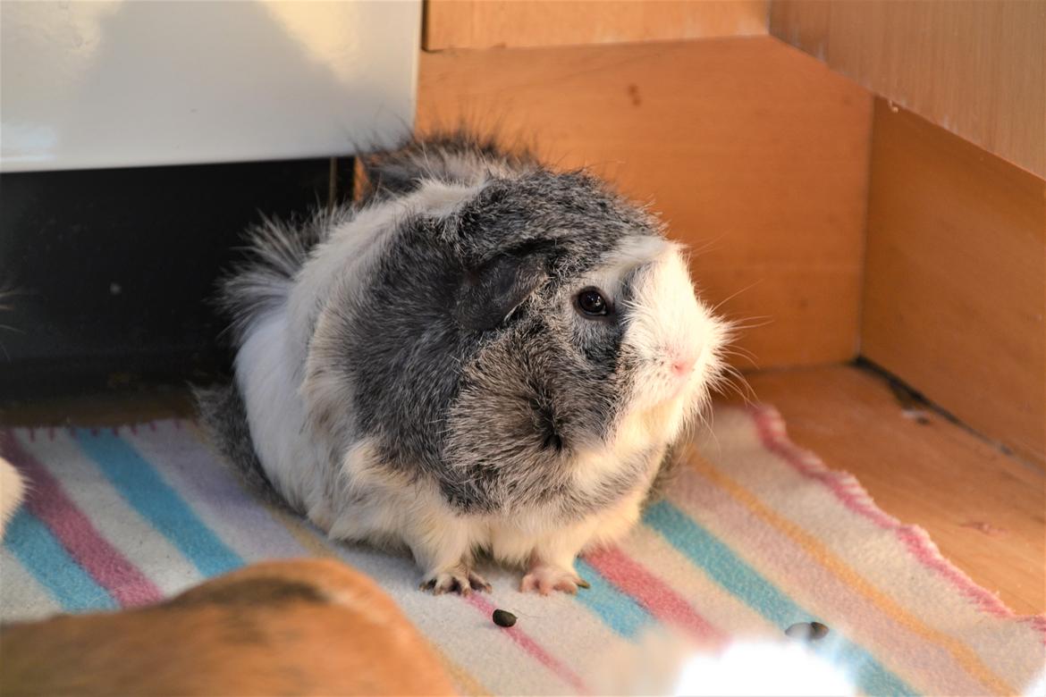 Marsvin Mew billede 3