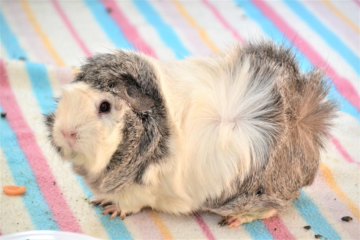 Marsvin Mew billede 2