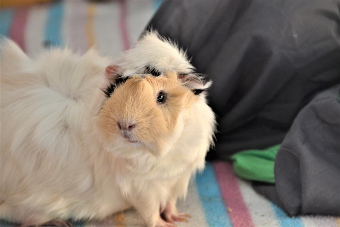 Marsvin Zia billede 2