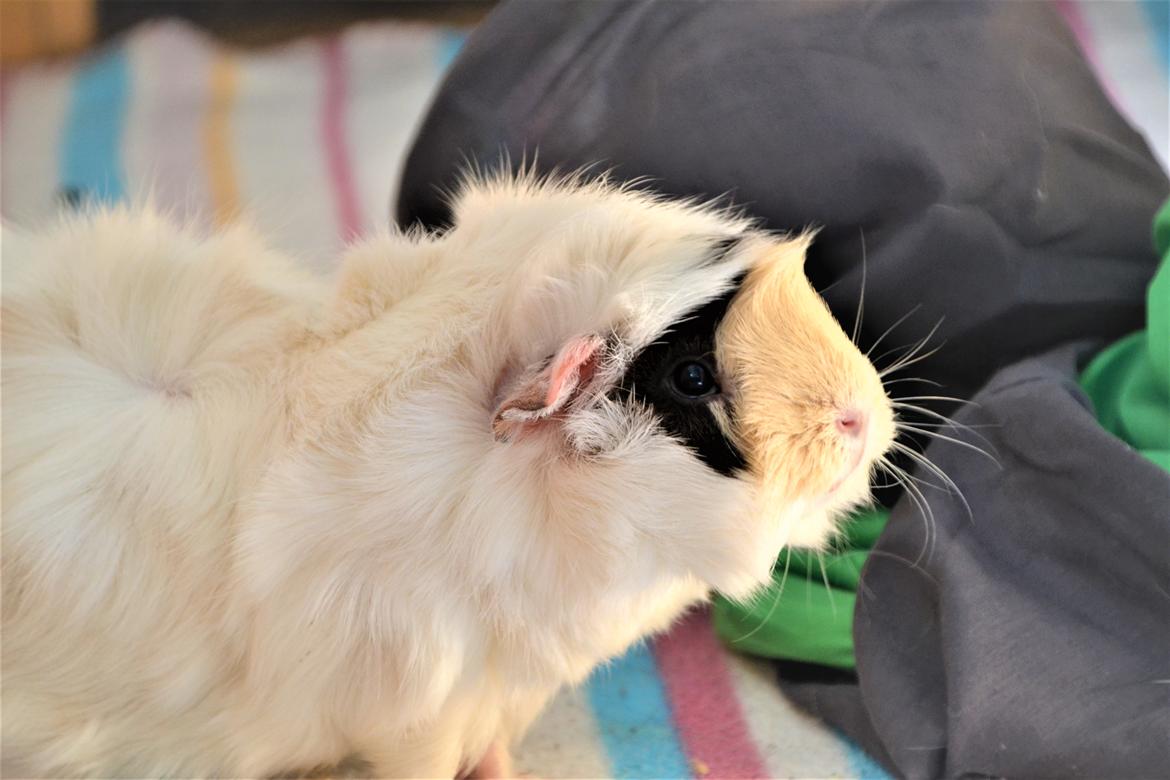 Marsvin Zia billede 1