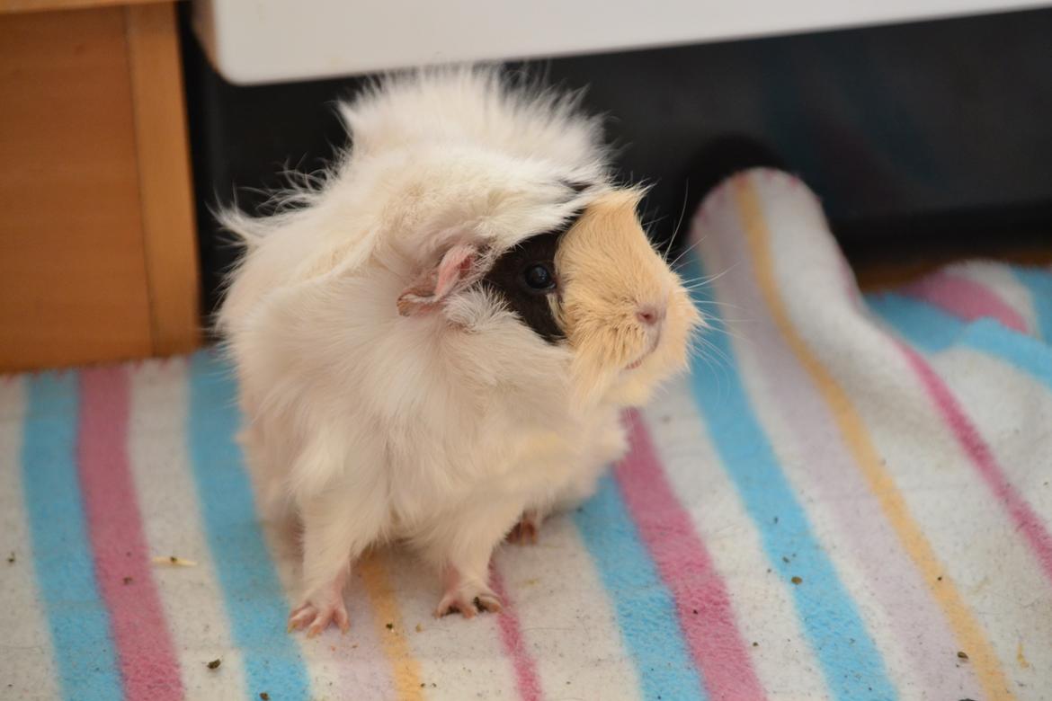 Marsvin Zia billede 3