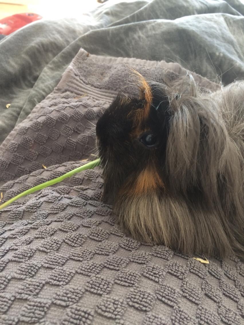 Marsvin Bella billede 1