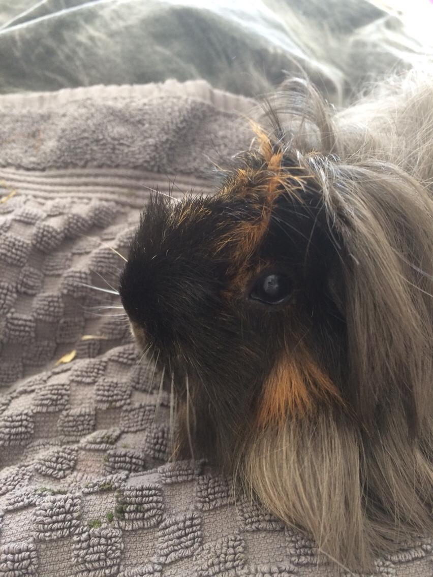 Marsvin Bella billede 2