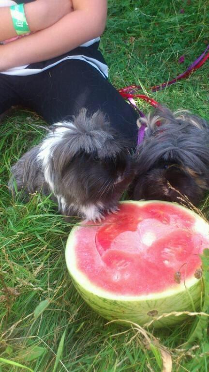 Marsvin Bella billede 4