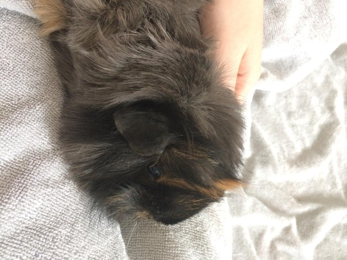 Marsvin Bella billede 3