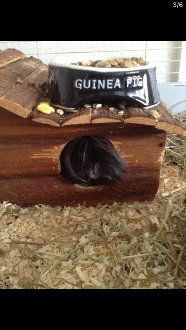 Marsvin Bella billede 5