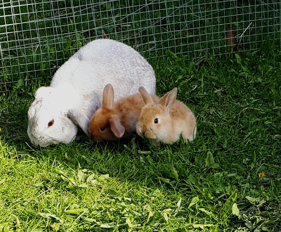 Kanin snowflakes billede 6