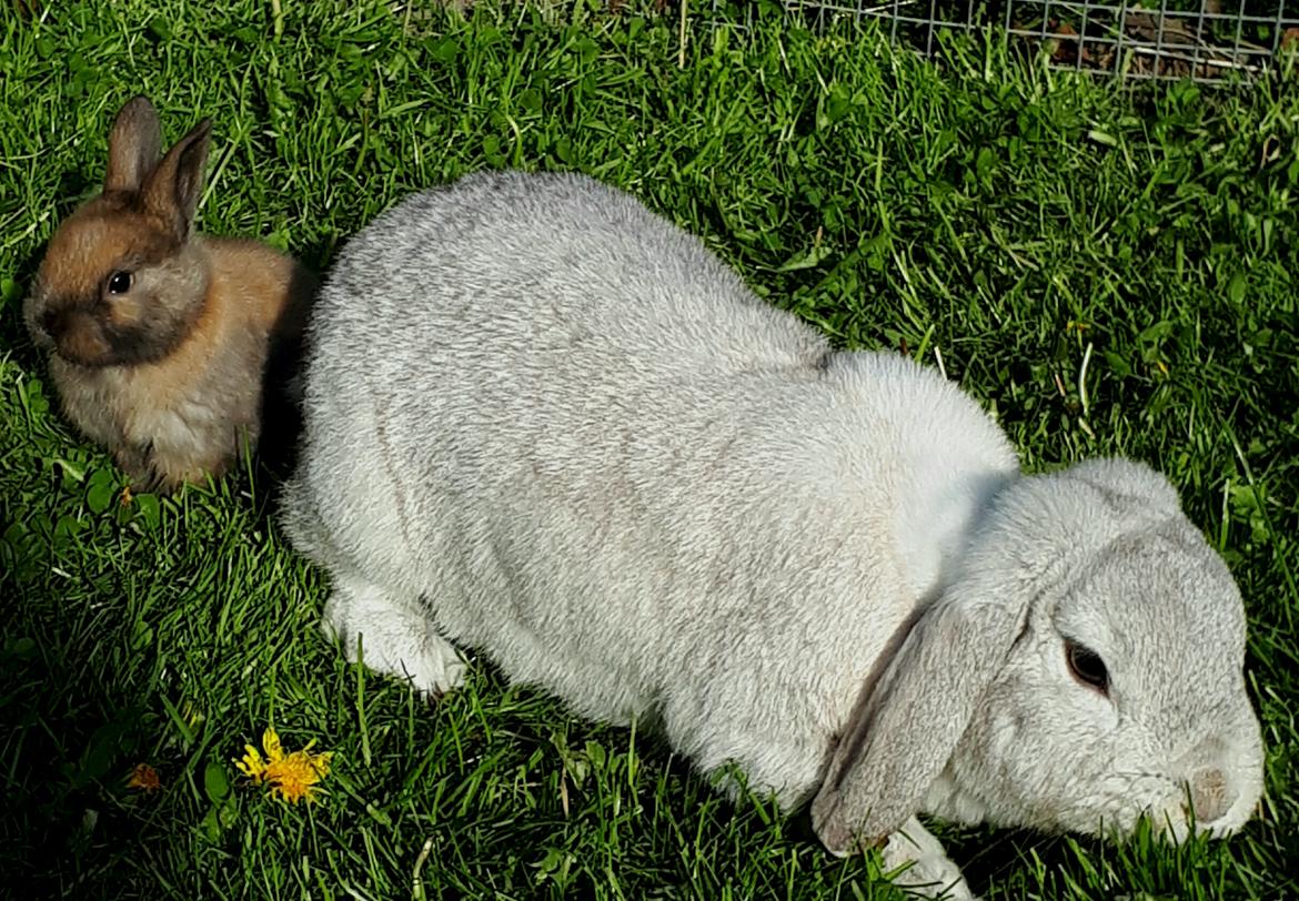 Kanin snowflakes billede 7