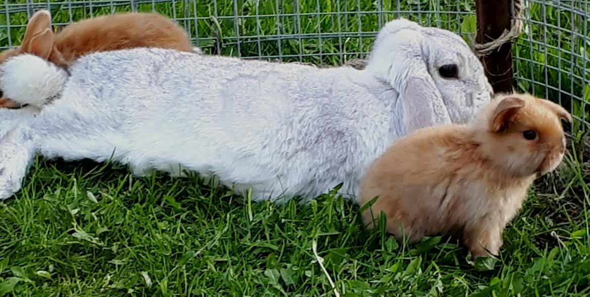 Kanin snowflakes billede 8