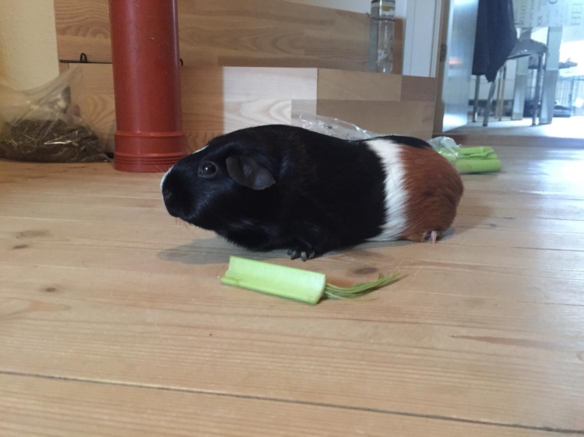 Marsvin Cavy Cats Too Butch To Be A Bitch billede 1