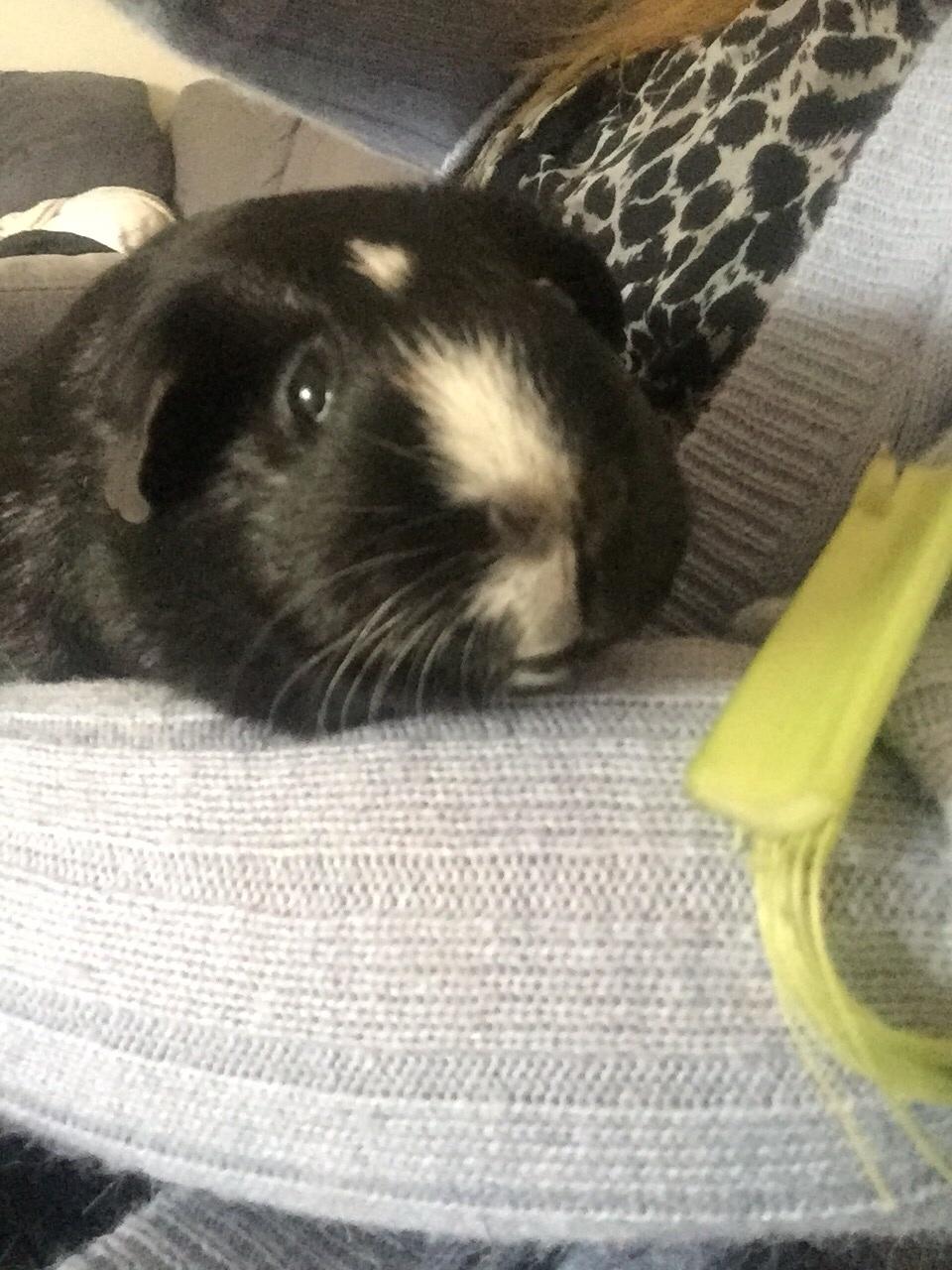 Marsvin Cavy Cats Too Butch To Be A Bitch billede 2