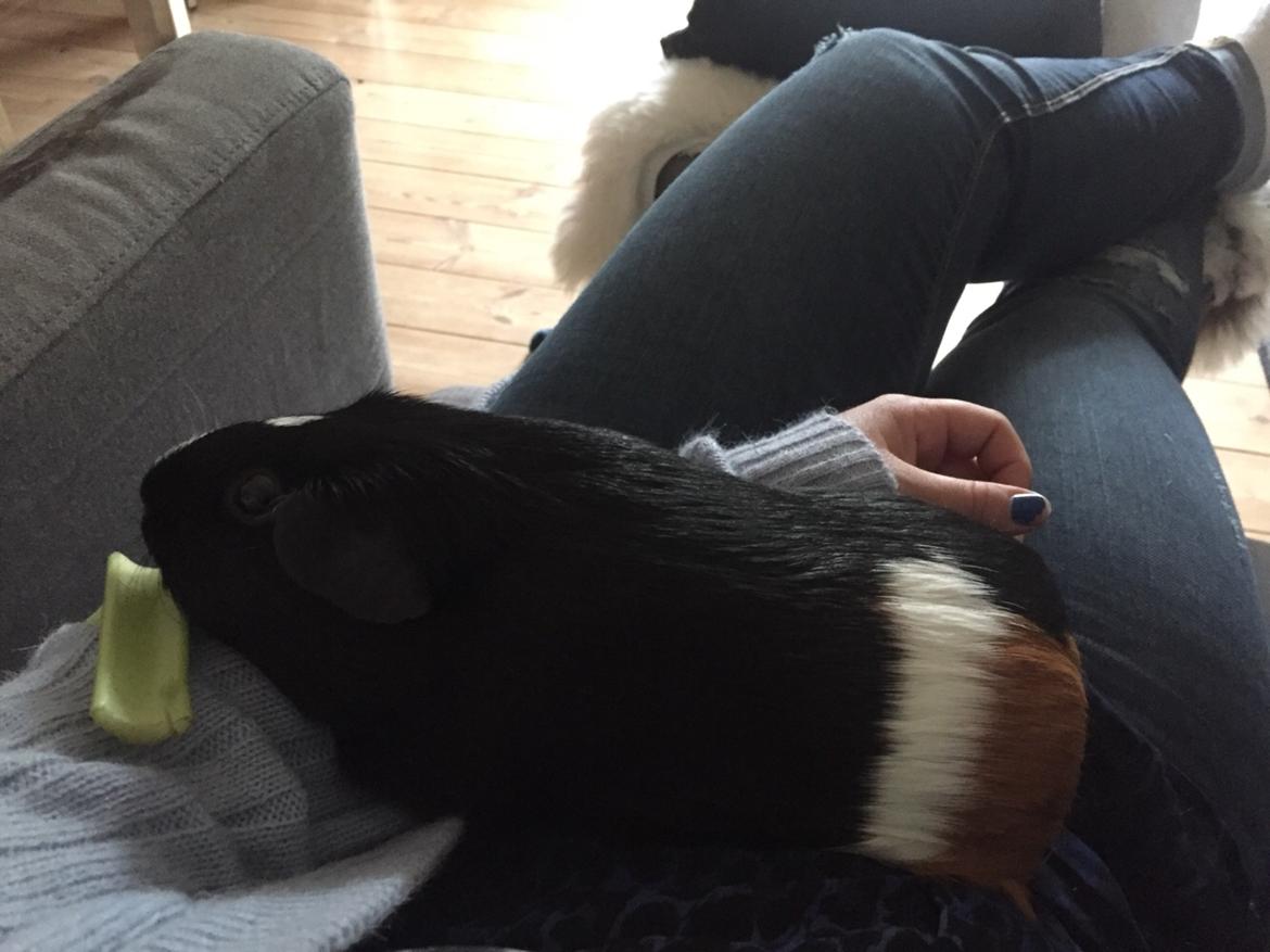 Marsvin Cavy Cats Too Butch To Be A Bitch billede 3