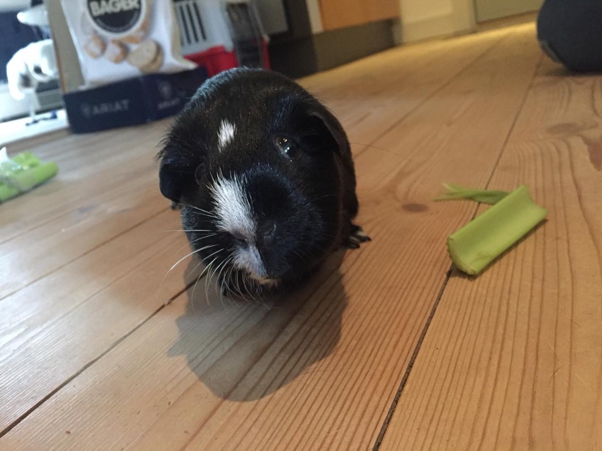 Marsvin Cavy Cats Too Butch To Be A Bitch billede 4