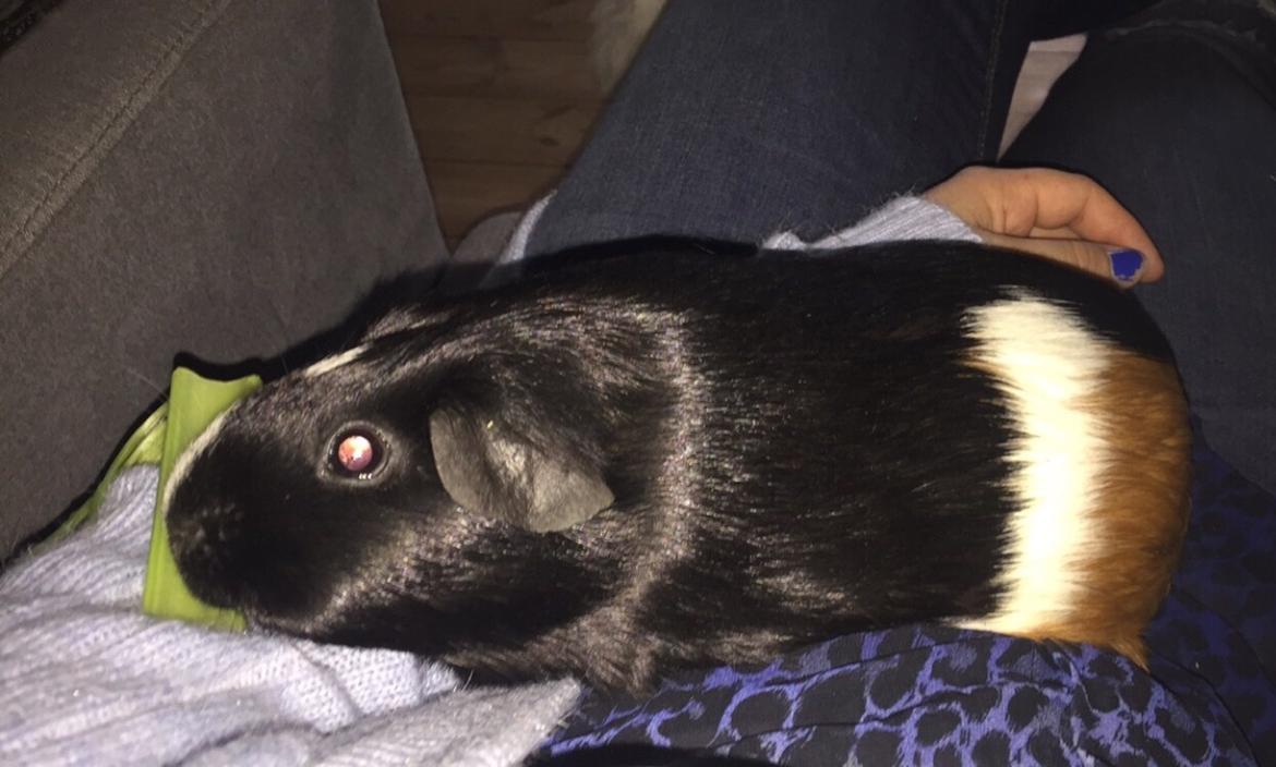 Marsvin Cavy Cats Too Butch To Be A Bitch billede 5