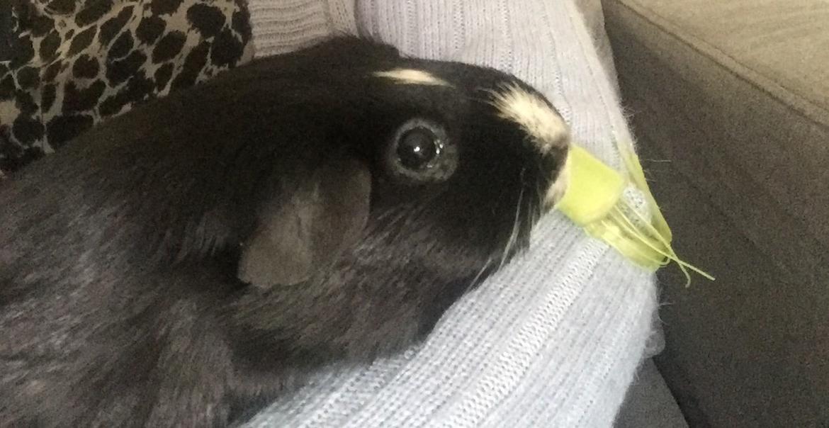 Marsvin Cavy Cats Too Butch To Be A Bitch billede 6