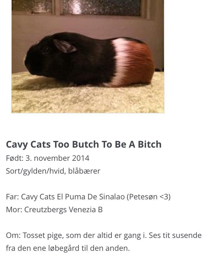 Marsvin Cavy Cats Too Butch To Be A Bitch billede 7