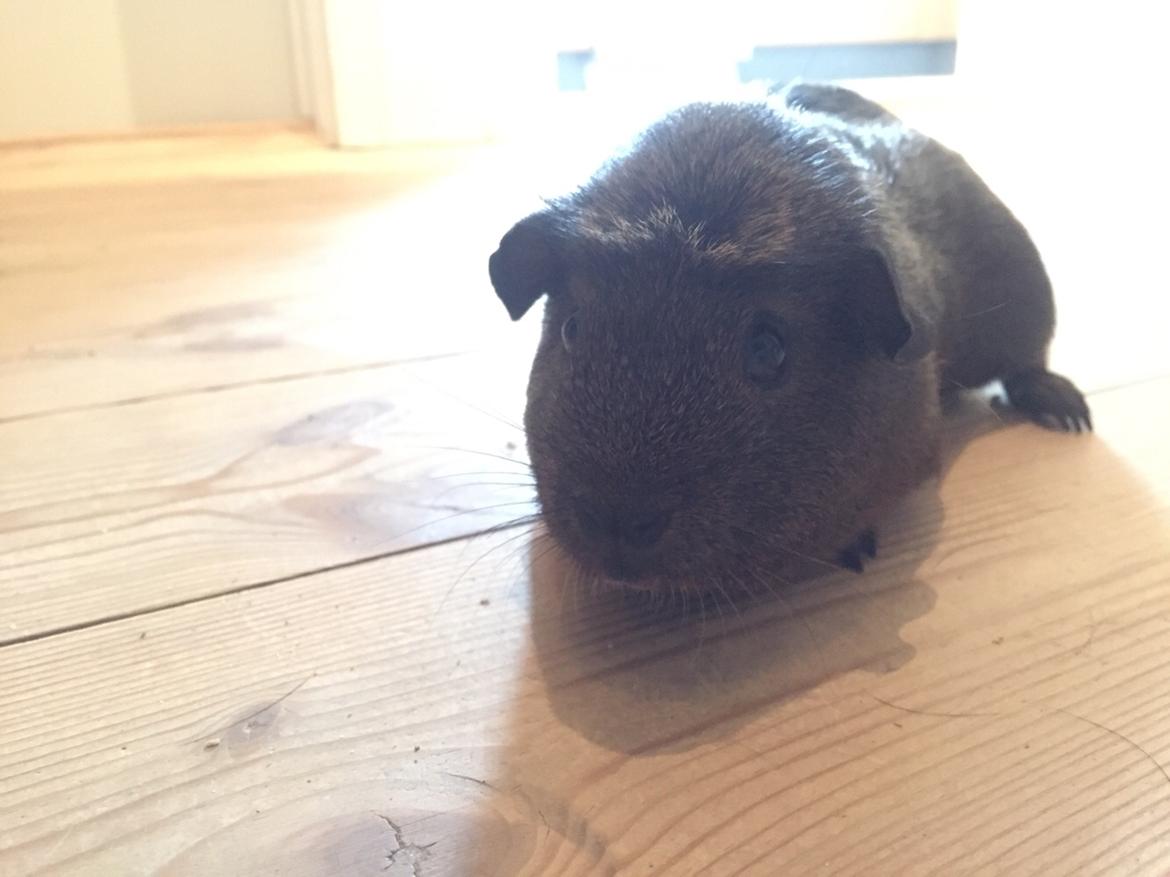 Marsvin Baun's Honky Dory billede 1