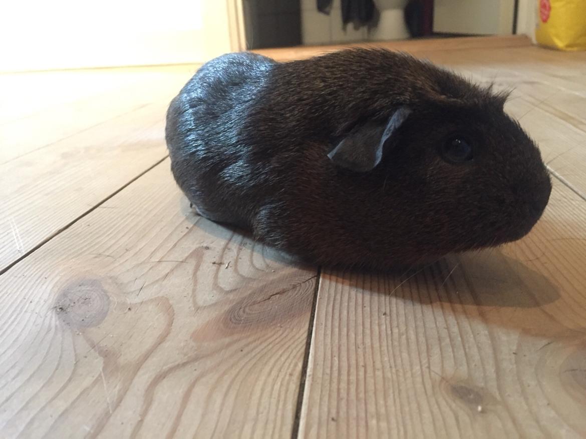 Marsvin Baun's Honky Dory billede 2