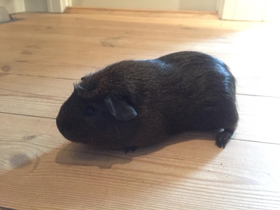 Marsvin Baun's Honky Dory billede 3