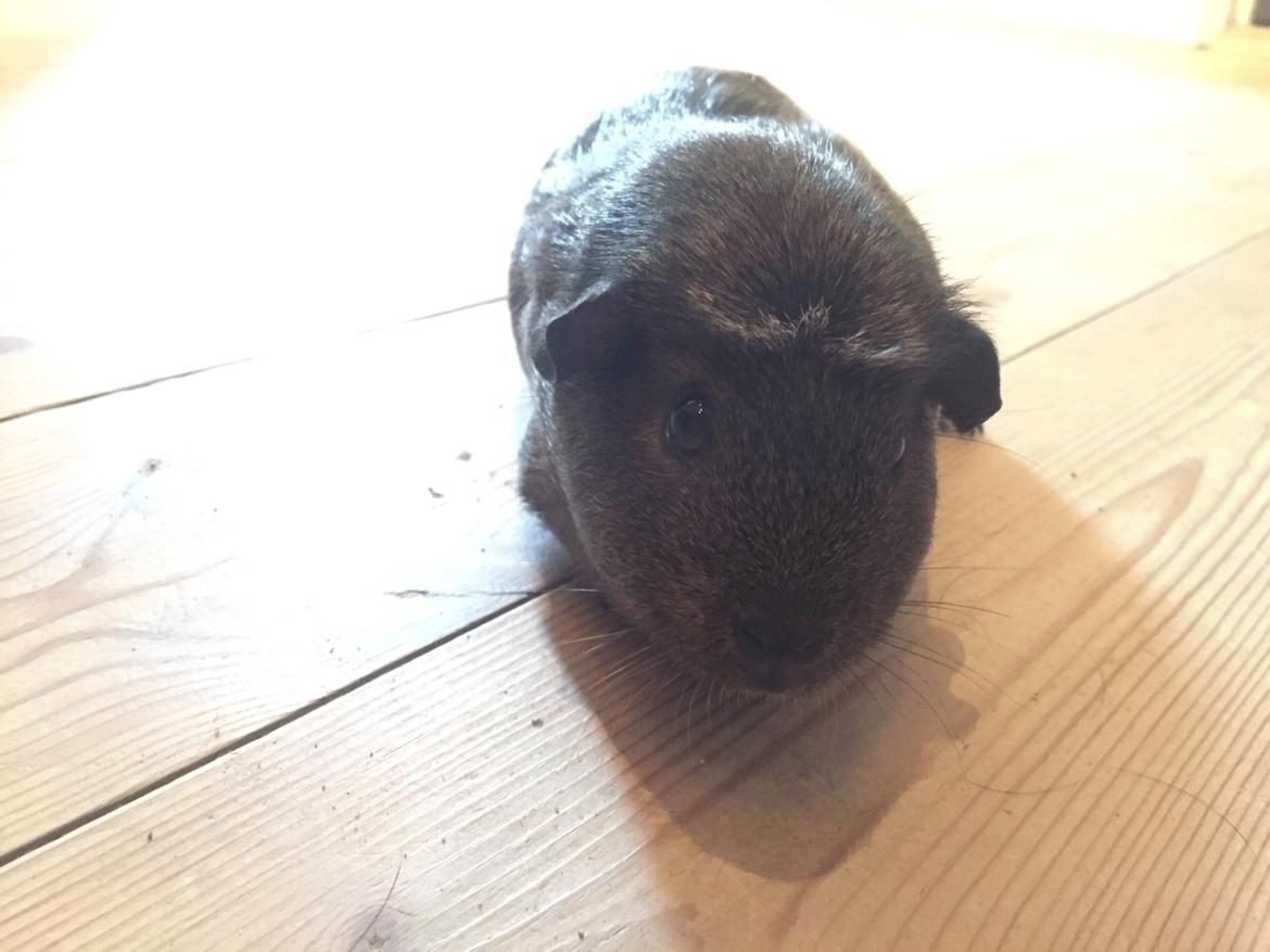 Marsvin Baun's Honky Dory billede 4