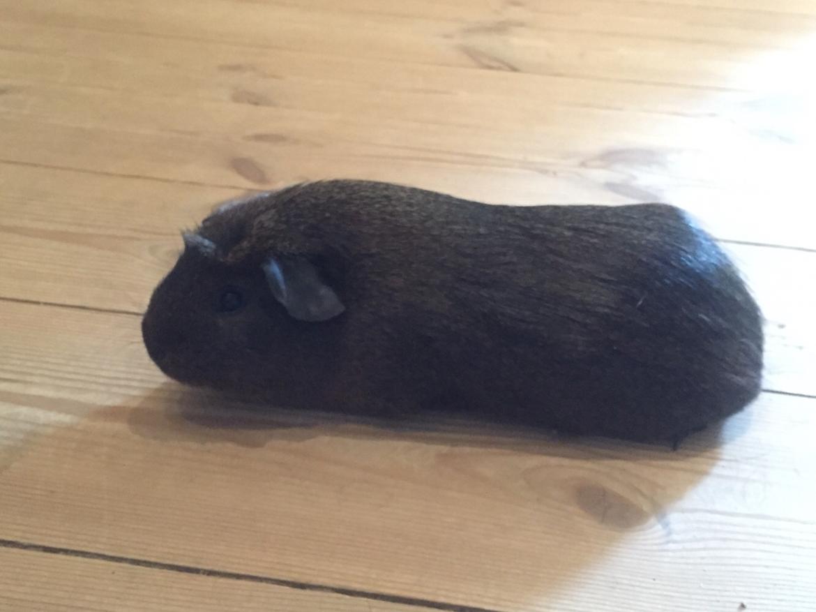 Marsvin Baun's Honky Dory billede 5