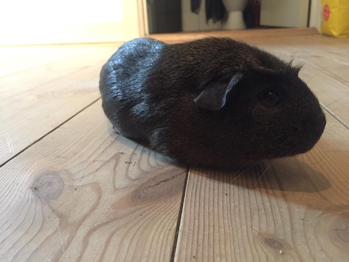 Marsvin Baun's Honky Dory billede 6