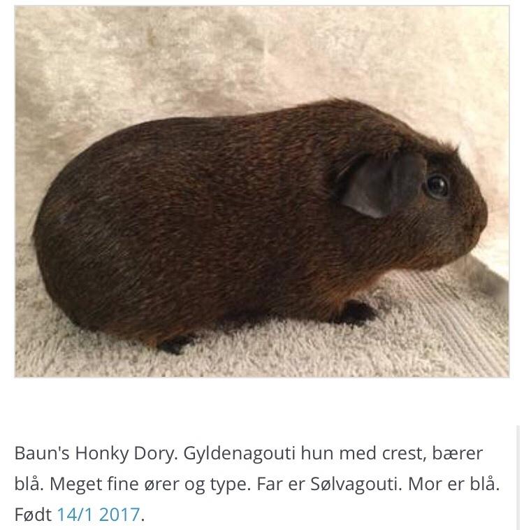 Marsvin Baun's Honky Dory billede 7