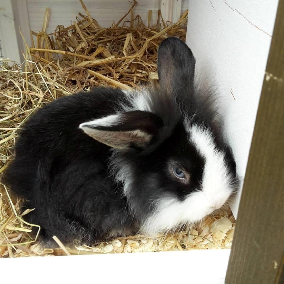 Kanin Buller billede 3