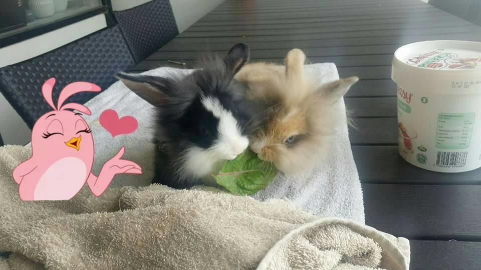 Kanin Buller billede 4