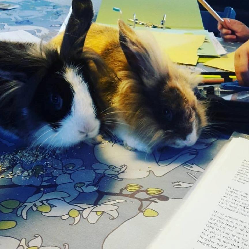 Kanin Buller billede 5