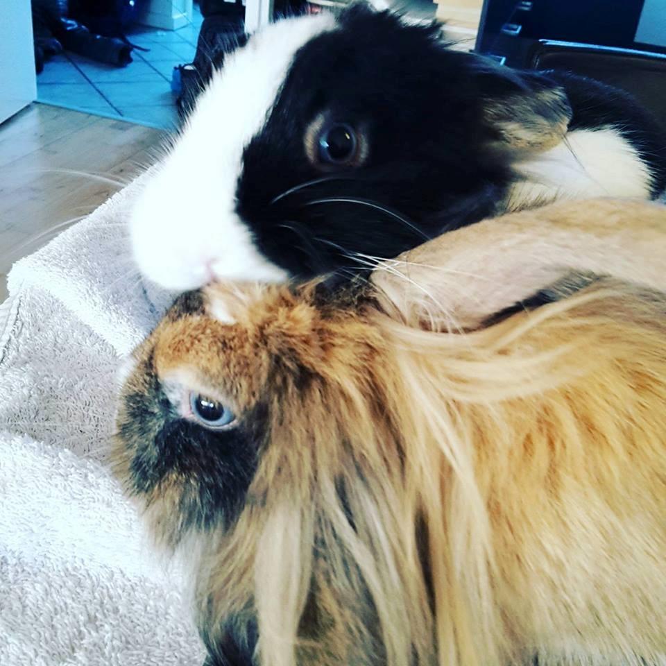 Kanin Buller billede 6