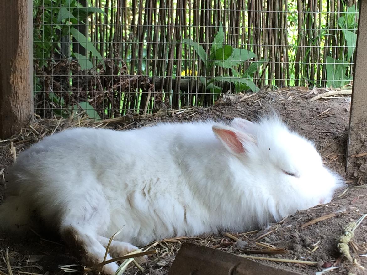 Kanin Ninus billede 7