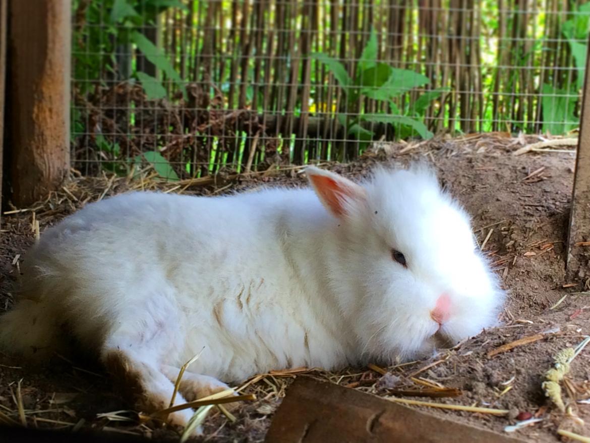 Kanin Ninus billede 8