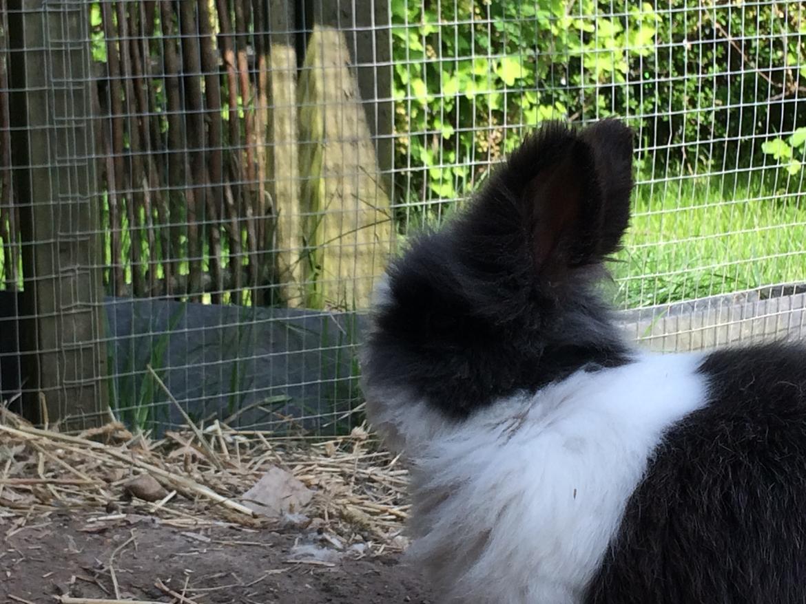 Kanin Blackie billede 6