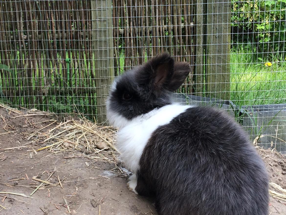 Kanin Blackie billede 7