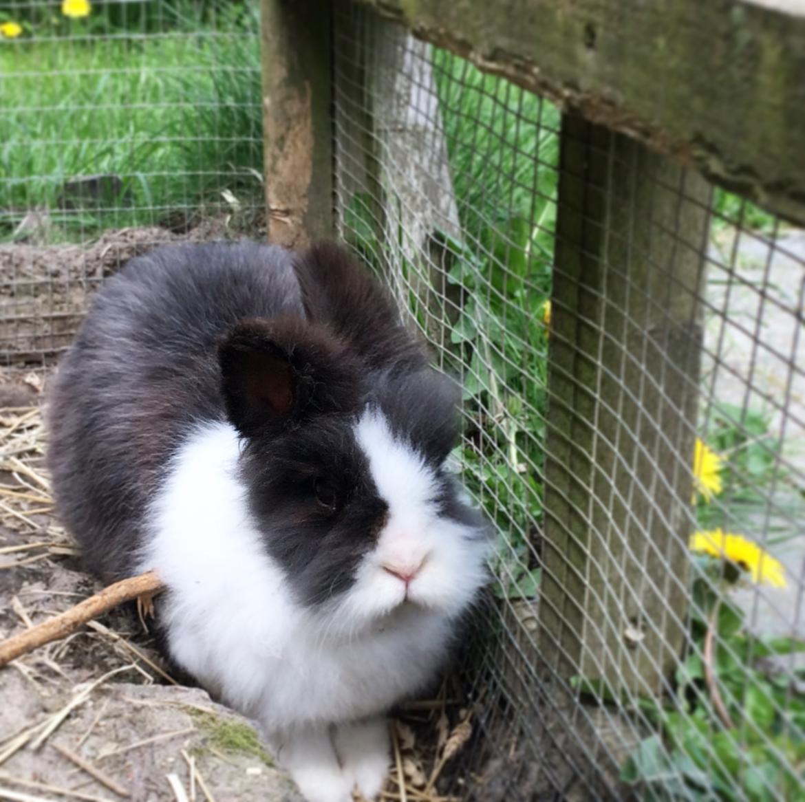 Kanin Blackie billede 9