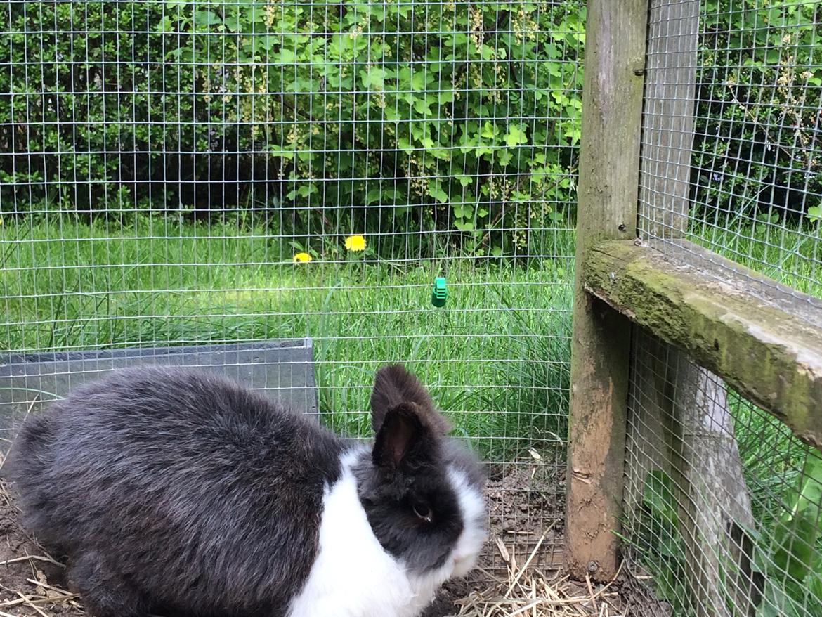 Kanin Blackie billede 8