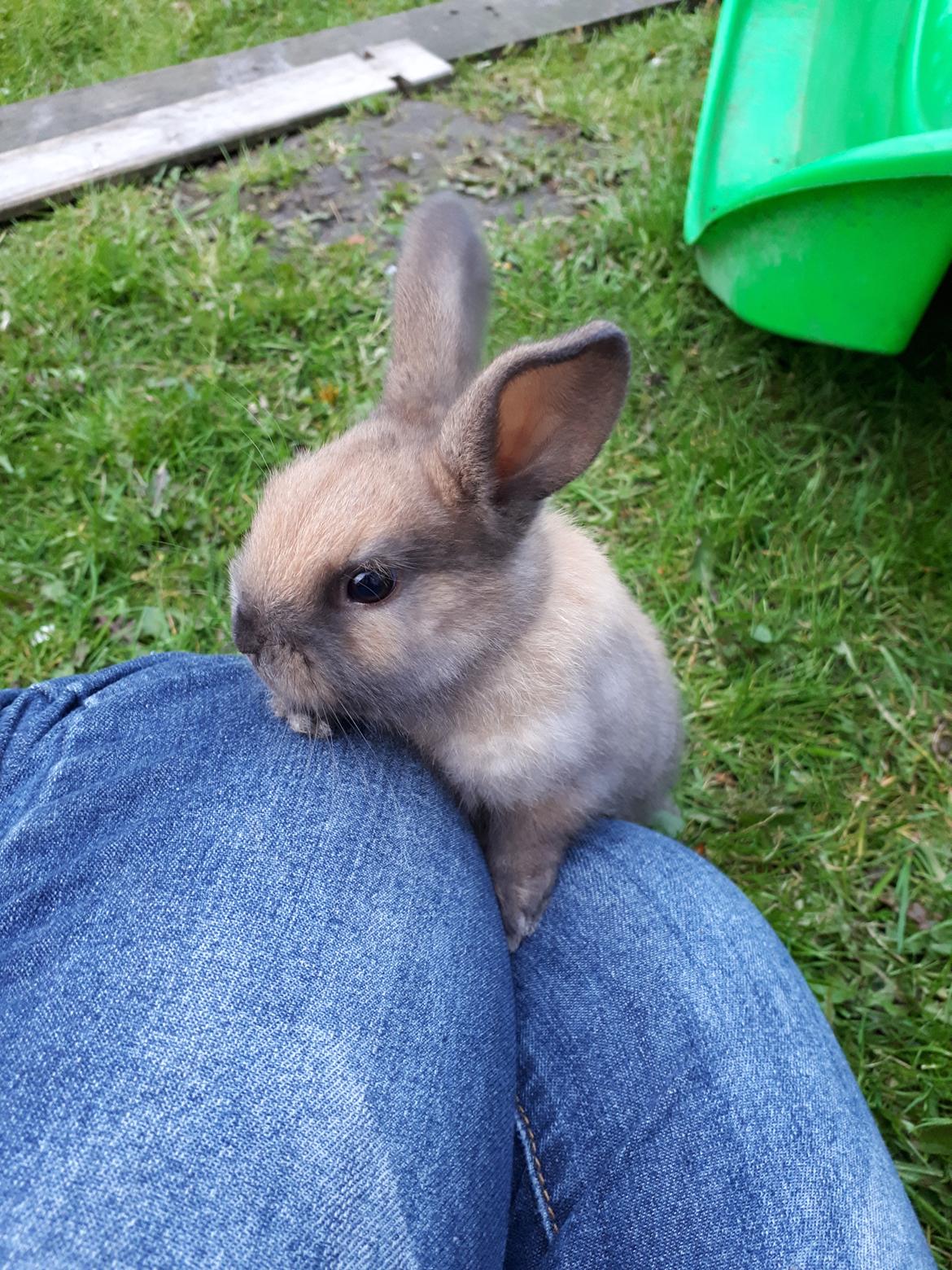 Kanin Max (desværre mistede jeg ham som 4 året) billede 1